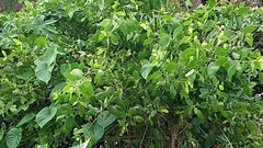 Salvadora persica