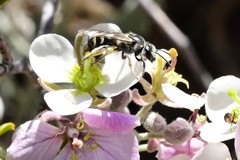 Lasioglossum sisymbrii