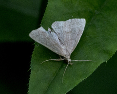 Pechipogo strigilata