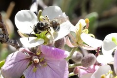 Lasioglossum sisymbrii