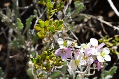 Lasioglossum sisymbrii