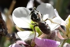 Lasioglossum sisymbrii