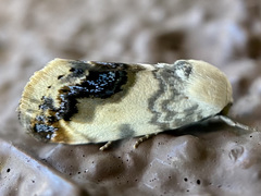 Acontia behrii
