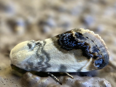 Acontia behrii