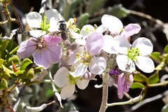 Lasioglossum sisymbrii