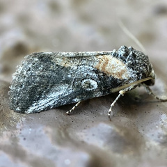 Aleptina inca