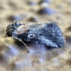 Aleptina inca