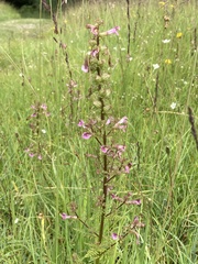 Pedicularis palustris
