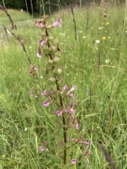 Pedicularis palustris