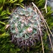 Mammillaria discolor ochoterenae - Photo (c) Bodo Nuñez Oberg, μερικά δικαιώματα διατηρούνται (CC BY-NC), uploaded by Bodo Nuñez Oberg