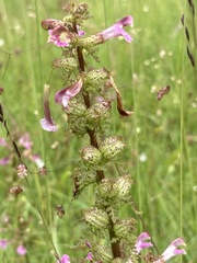 Pedicularis palustris