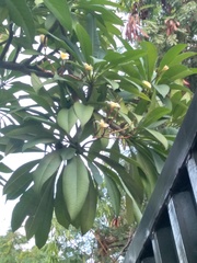 Plumeria obtusa