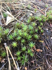 Polytrichum