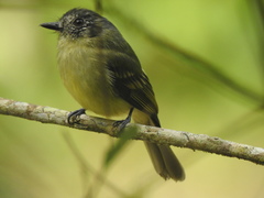 Leptopogon superciliaris