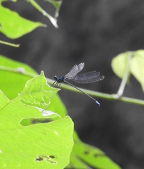 Caconeura ramburi