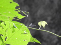 Caconeura ramburi