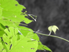 Caconeura ramburi