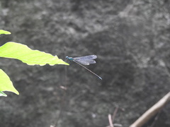 Caconeura ramburi
