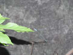 Caconeura ramburi