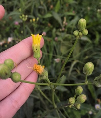 Sonchus arvensis uliginosus