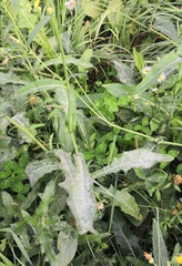 Sonchus arvensis uliginosus