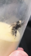 Bombus mucidus