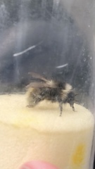 Bombus mucidus