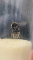 Bombus mucidus