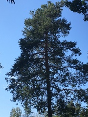 Pinus sylvestris