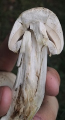 Agaricus xanthodermus