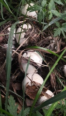 Agaricus xanthodermus