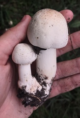 Agaricus xanthodermus