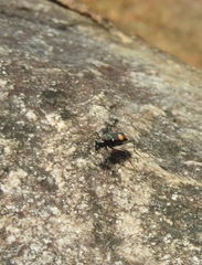 Cicindela bicolor
