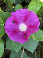 Ipomoea orizabensis