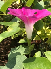 Ipomoea orizabensis