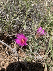 Mammillaria wrightii wrightii