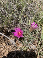 Mammillaria wrightii wrightii