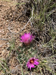 Mammillaria wrightii wrightii
