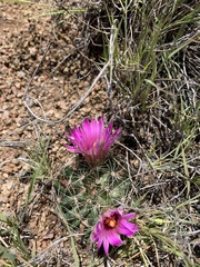 Mammillaria wrightii wrightii