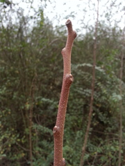 Rhus copallinum