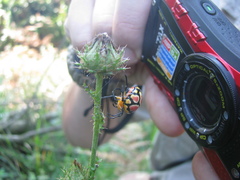 Paraplectana thorntoni