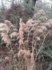 Andropogon glomeratus