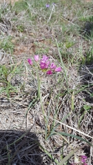Allium drummondii