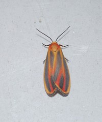 Hypoprepia miniata