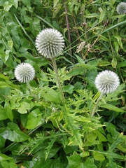 Echinops exaltatus