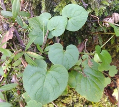 Viola biflora