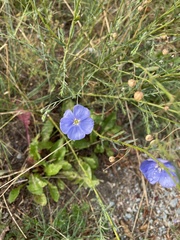 Linum perenne