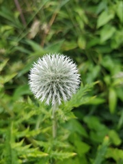Echinops exaltatus