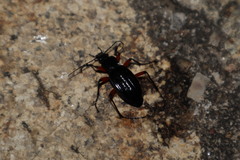 Carabus galicianus
