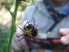 Paraplectana thorntoni